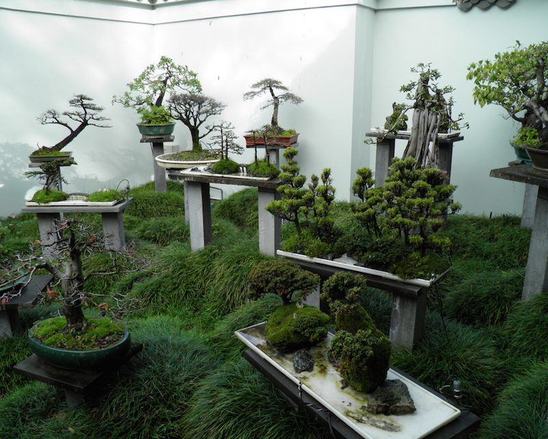 Innendørs planter bestemmer bonsai