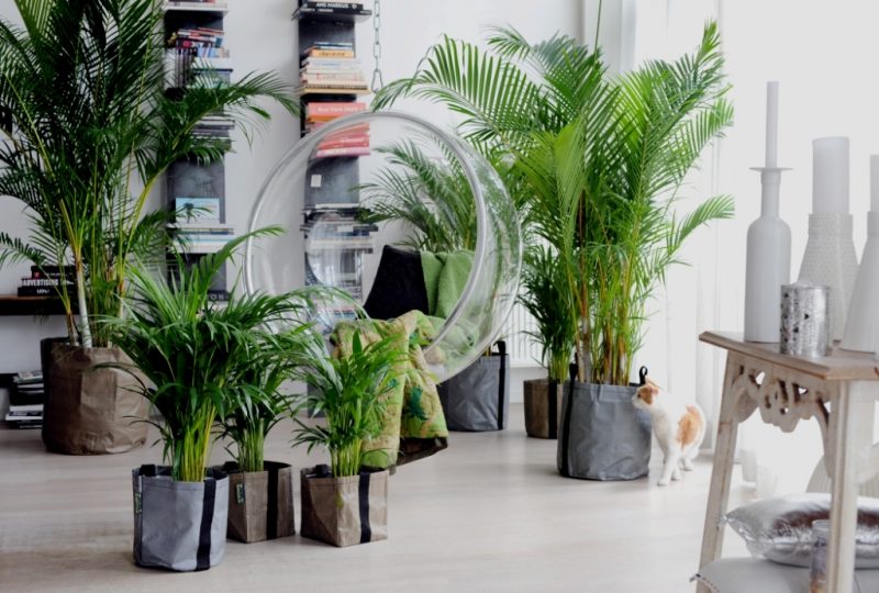 Innendørs planter bestemmer palmer