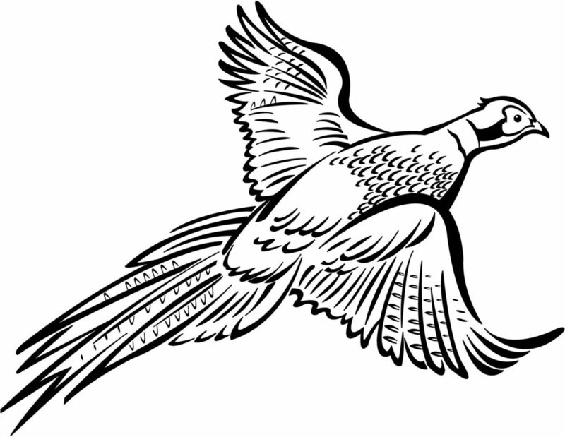 Färgsida för tryckfågelfasan