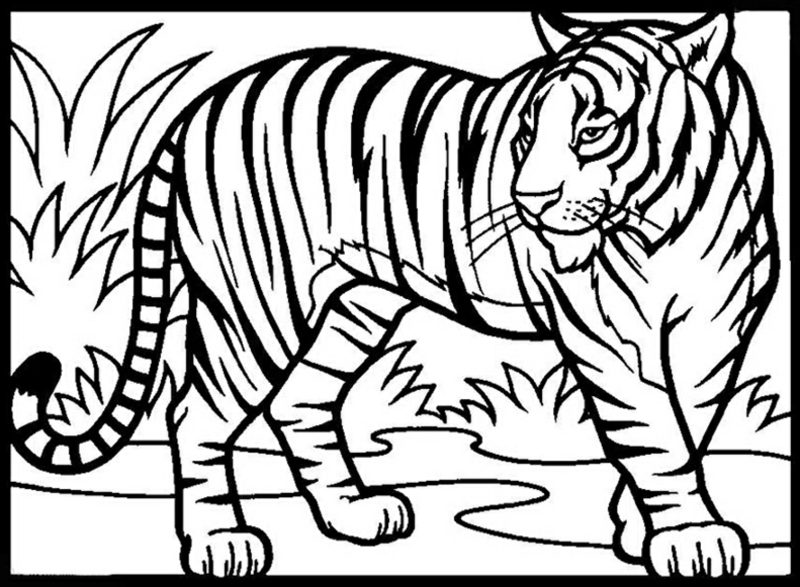 Grandi pagine da colorare gratis Tiger