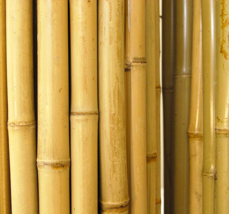 bambus plot
