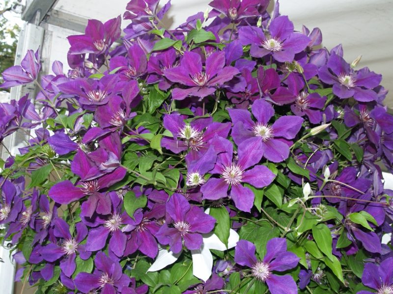 Delicate purple de înflorire Clematis soiuri Clematis jackmanii