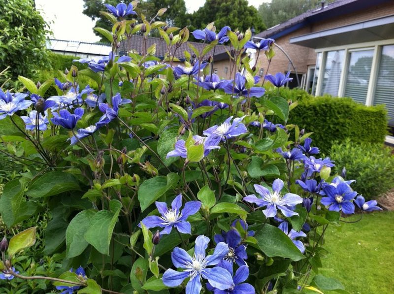 Clematis skära tre grupper av nedskärningar