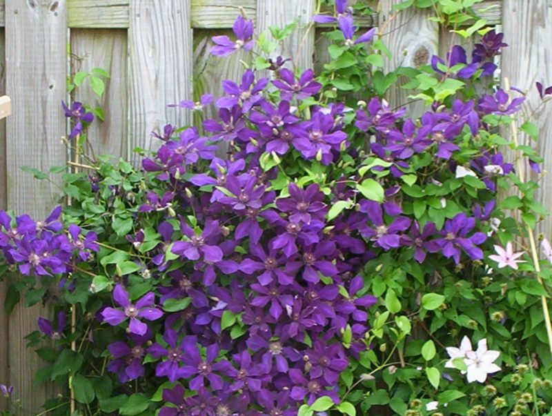 Clematis beskärning klättrare