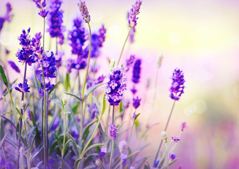 bunga halus lavender