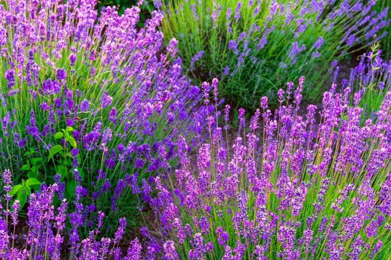 Lavender dalam petua penjagaan taman