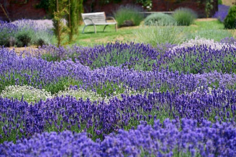 idea kreatif reka bentuk taman lavender
