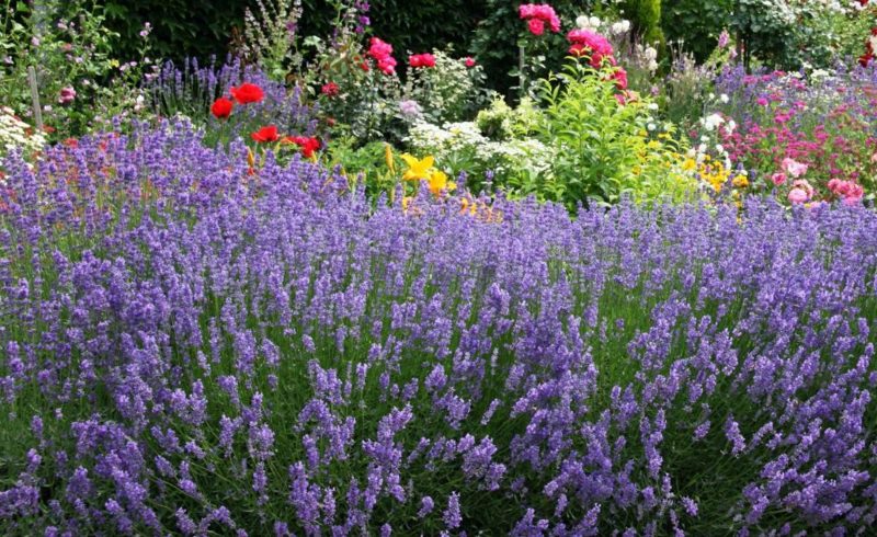 Lavender bush di petua penjagaan taman