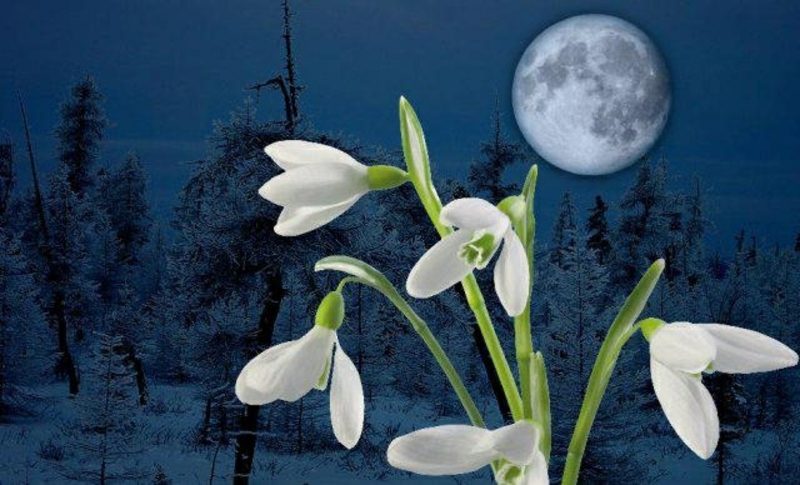 Lunar kalender Anslutning mellan månfaserna och växtvärlden