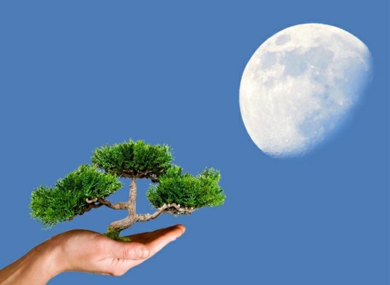 Lunar kalender 2015 för trädgård Inverkan på månen. Växtodling