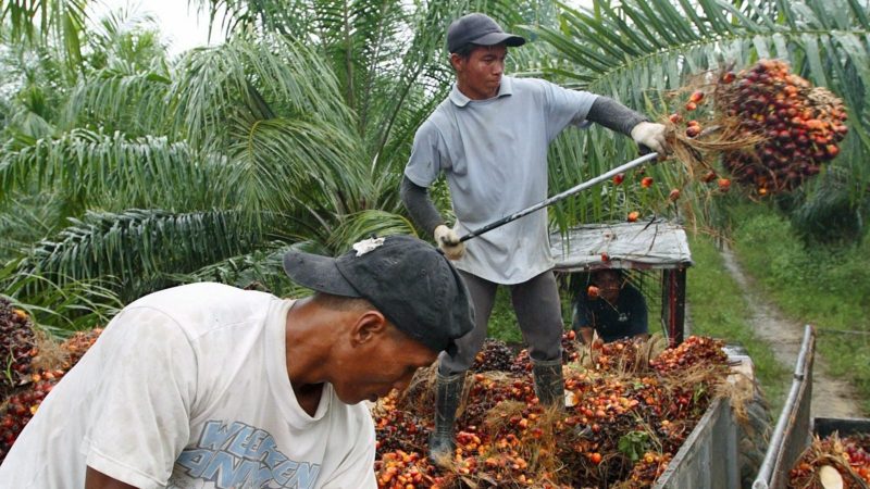 producția de ulei de palmier