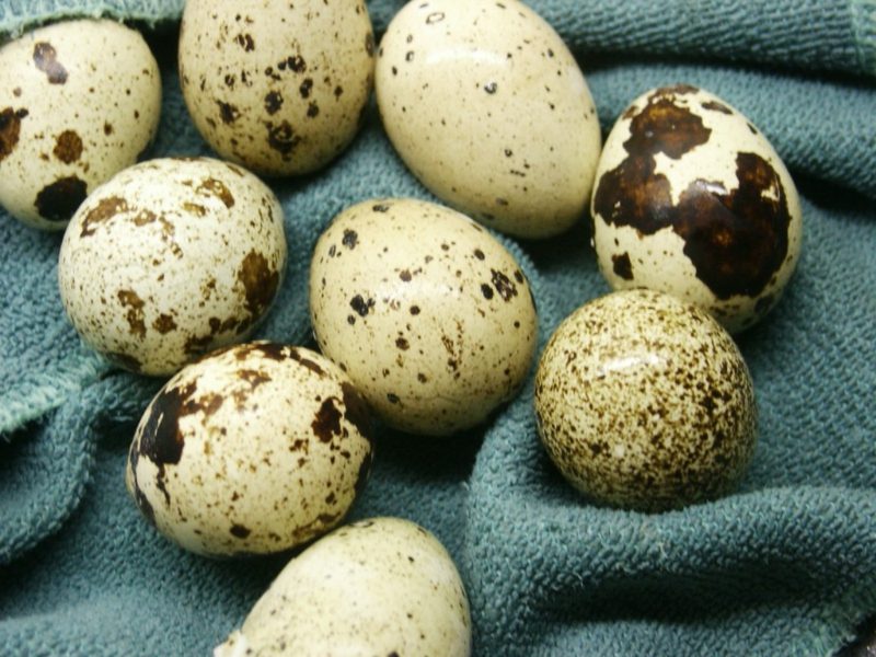 Varenie prepelicových vajec