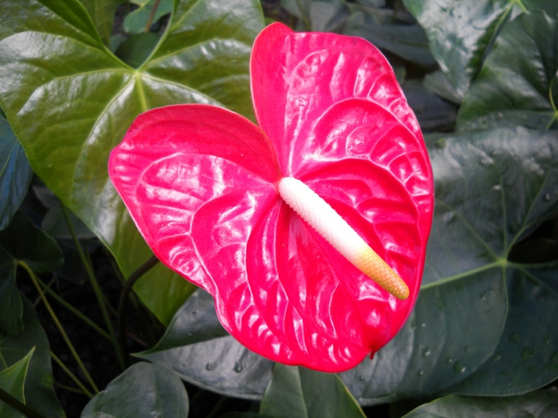 Anthurium çiçekli houseplants