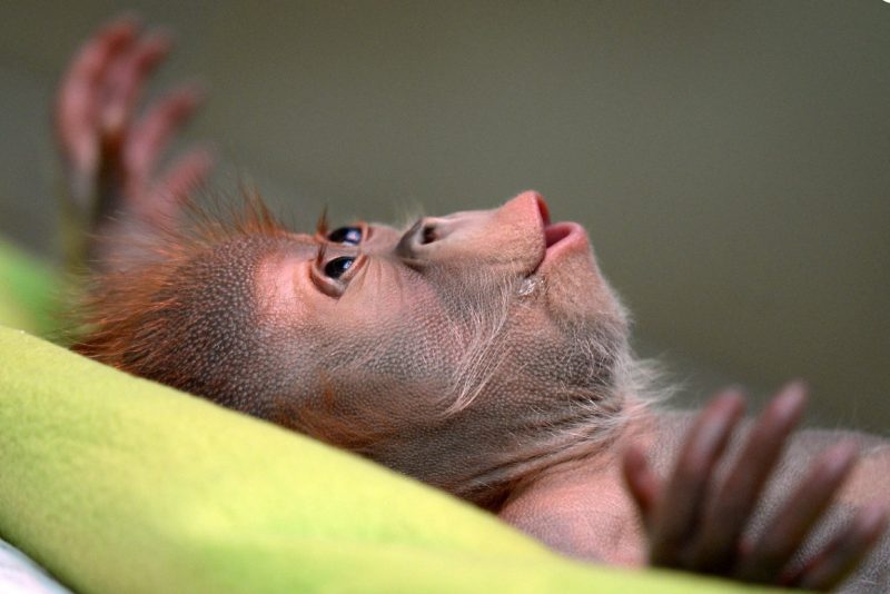 monyet sebagai bayi peliharaan