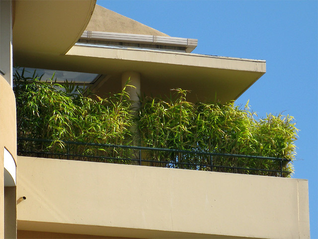 Bambus i bøtte på balkongen