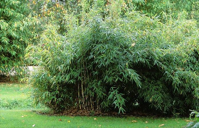 bambus i karet stort
