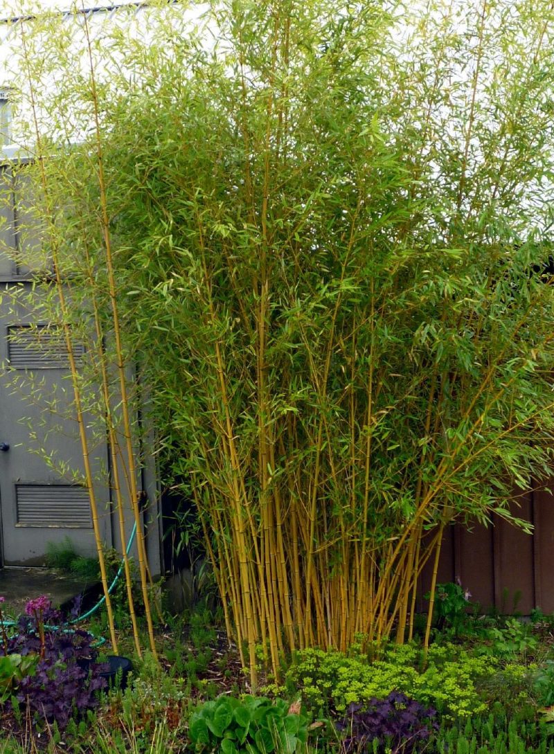 bambus i bøtte pris