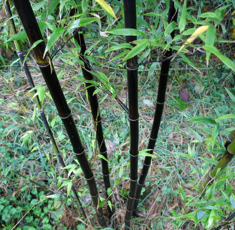 bambus i bøtte pris