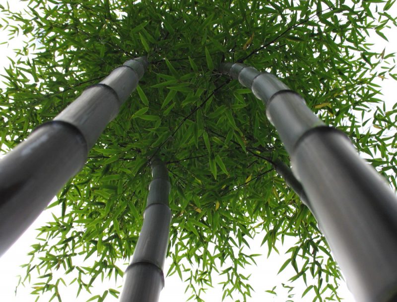 bambus i bøtte høy