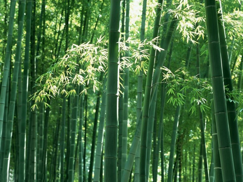 Bambus i karet skog