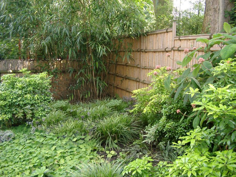 Bambus i bøtte i hagen