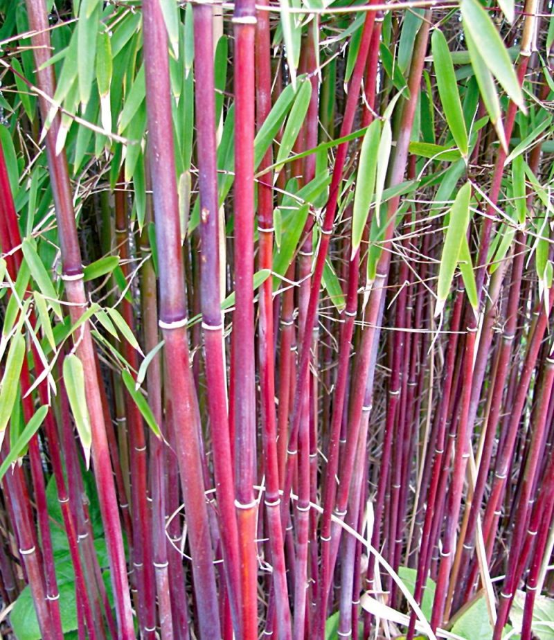 bambus i karet rødt