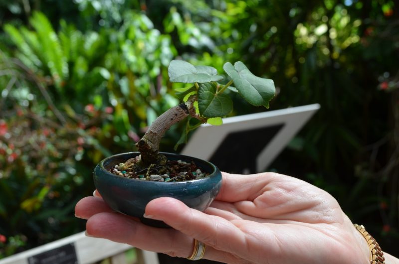 Bonsai rūšies dizainas