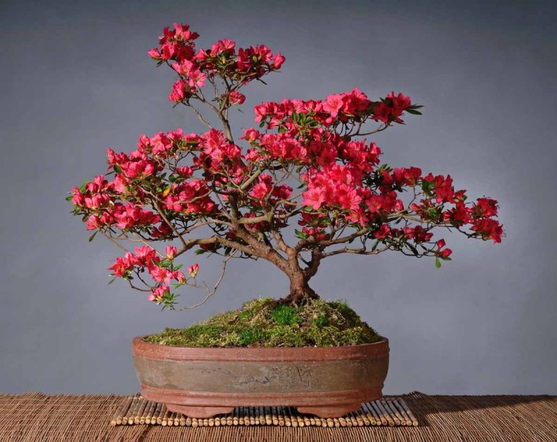 Bonsai rūšis raudona