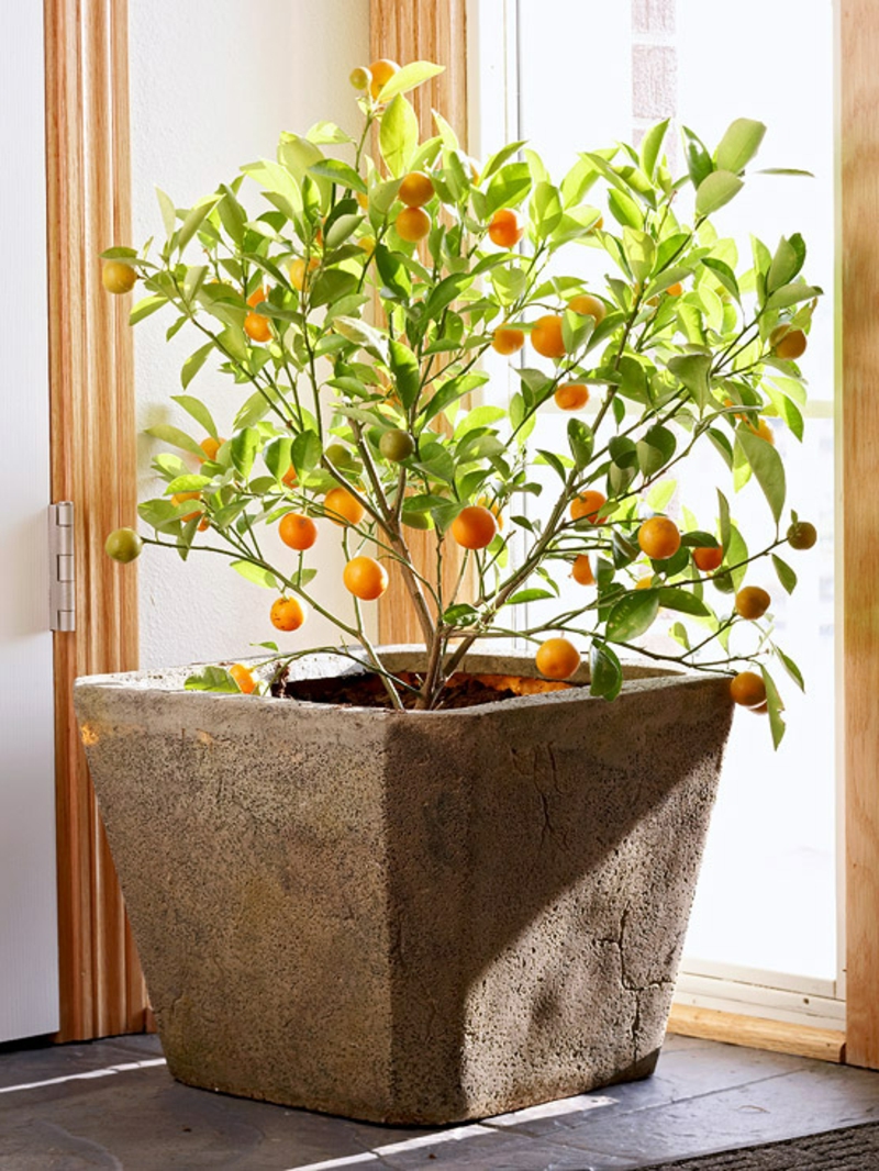 dekoratif portakal ağacı houseplants