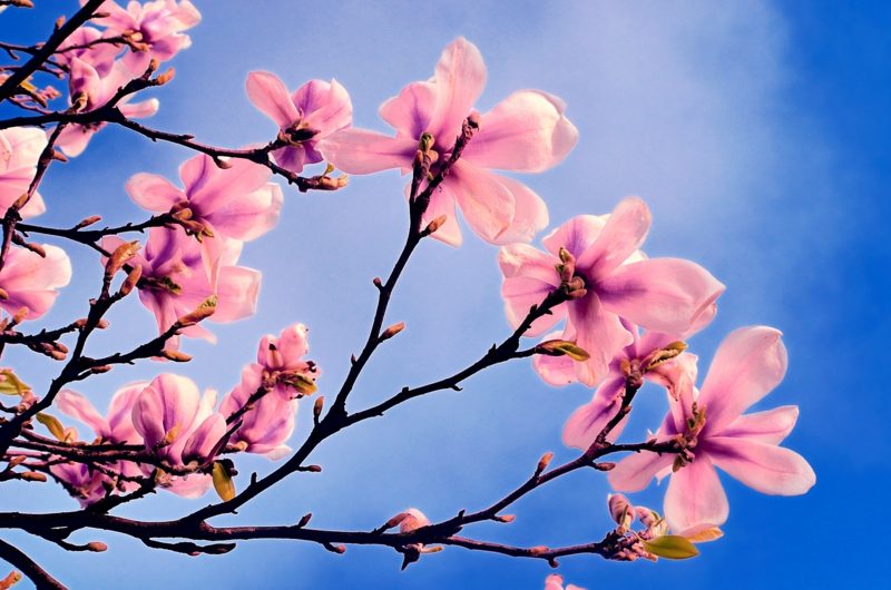 ピンクの花の春の写真