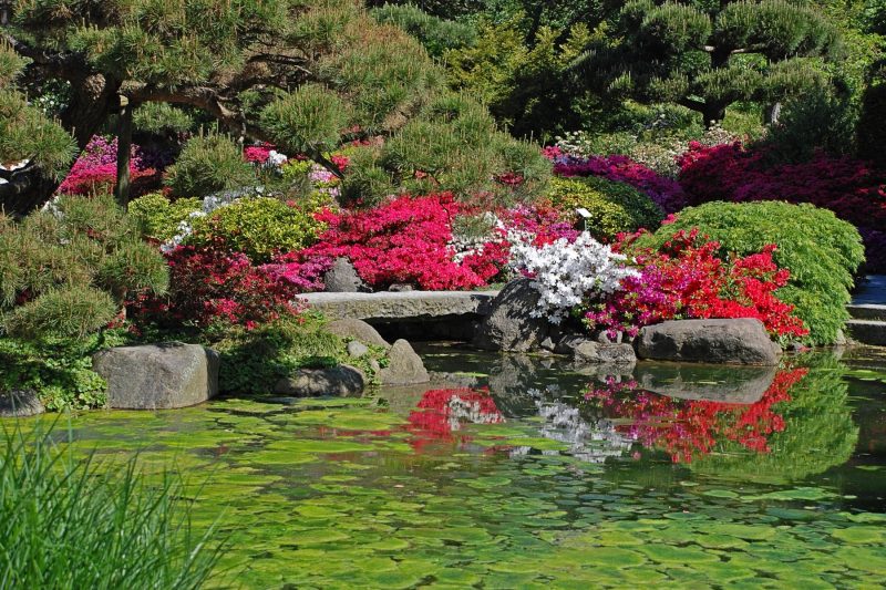 Japonský záhradný rybník