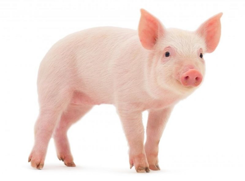 Japonų Zodiakas: kiaulės reikšmė