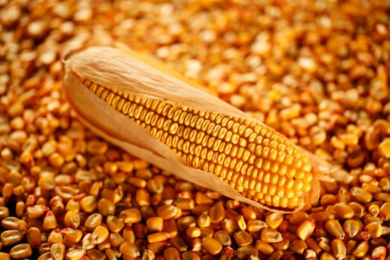 kukurica zdravé kukuričné ​​výživy recepty kukurice