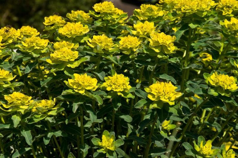 sarı akdeniz bitkileri