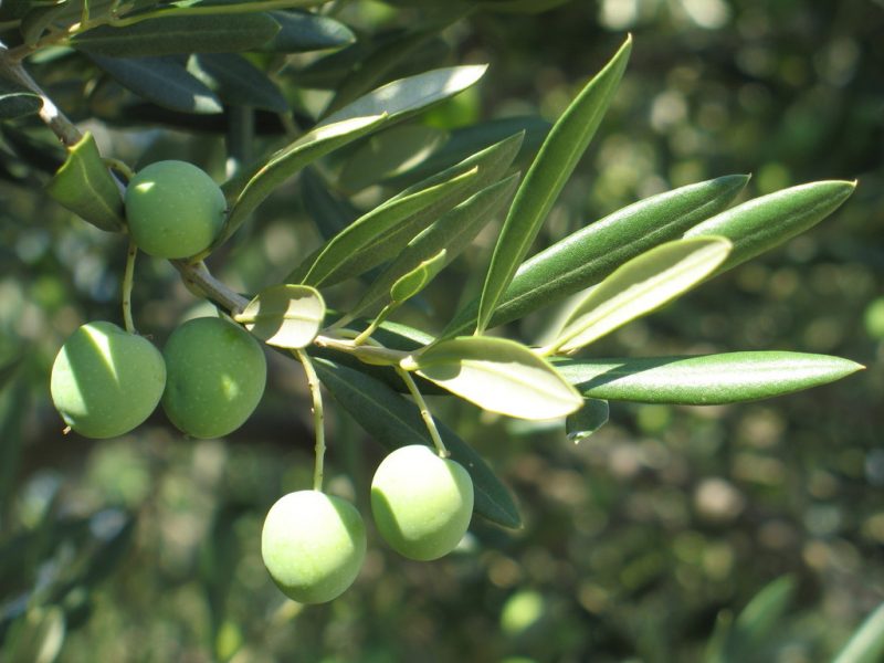 Akdeniz bitkileri yeni
