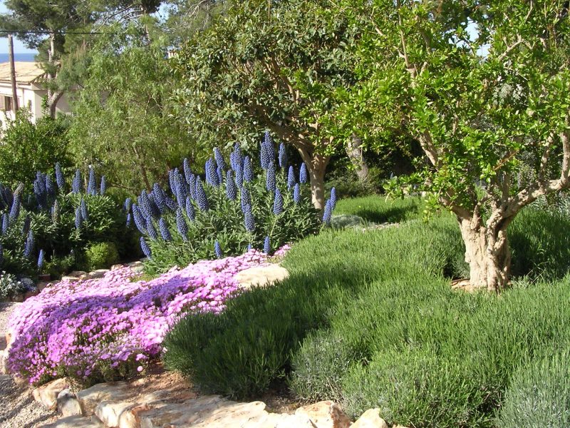 Akdeniz bitkileri