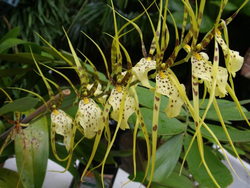 난초 종 Brassia orchidebloom