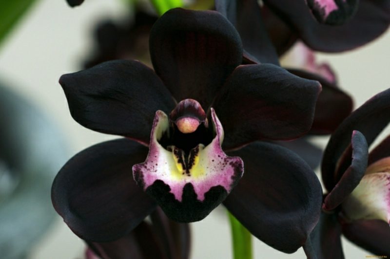 난초 종 블랙 orhideen