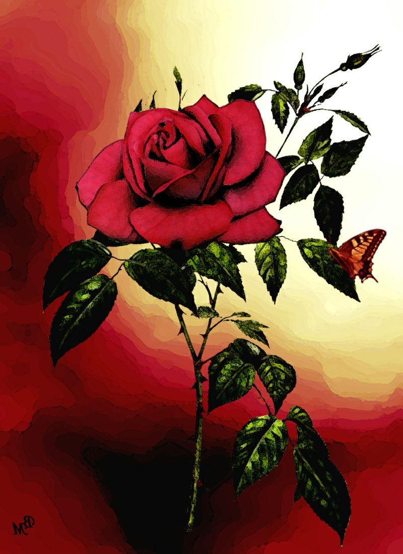 mawar merah mengikuti mawar merah forum mawar merah song