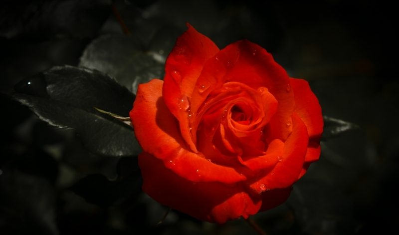 Bunga mawar merah bunga alkos bunga prinsip teratai