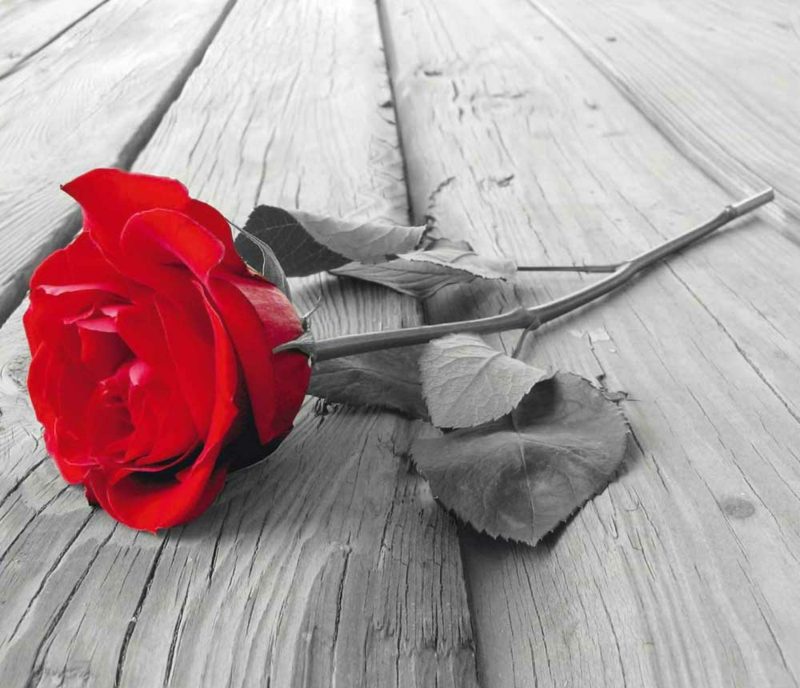 Mawar dengan bunga merah