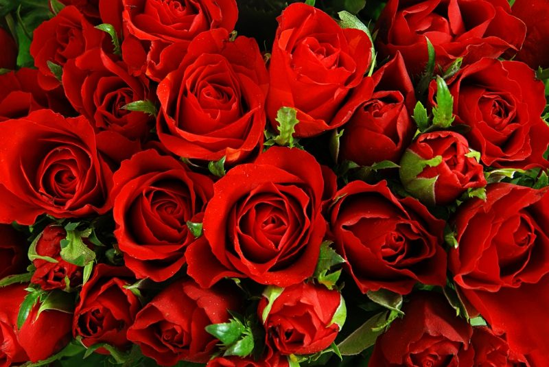 Mawar merah abadi yang indah ini adalah ide hadiah ideal untuk romantisme