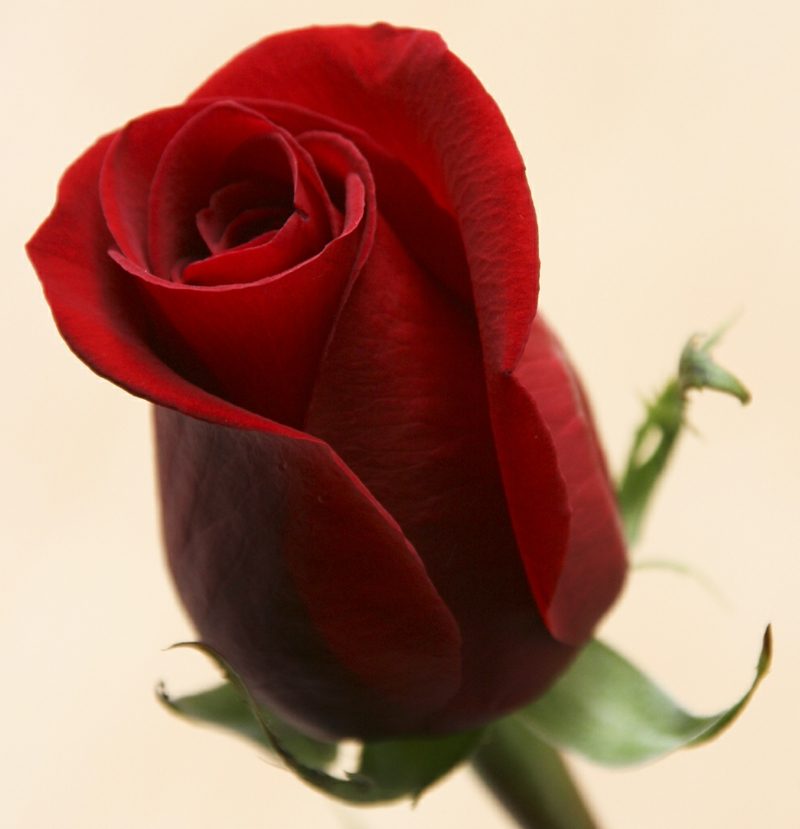 Rosary Red Rubedo Mawar adalah simbol yang komprehensif dan beragam