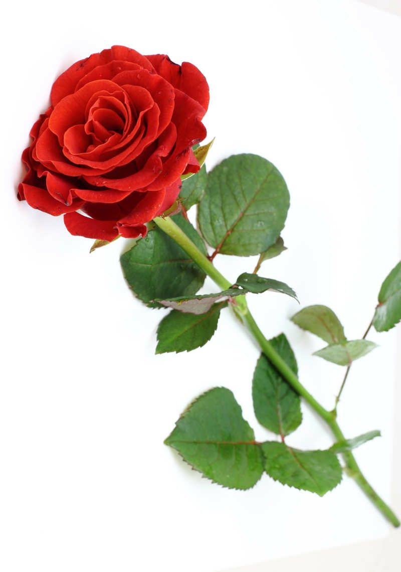hadiah cinta mawar merah