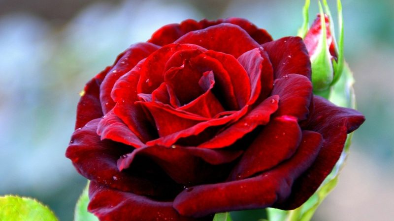Cokelat dan mawar adalah hadiah klasik pada Hari Valentine