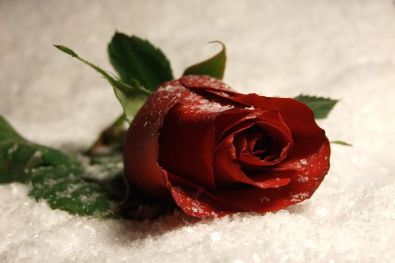 Bagi mereka yang ada kaitannya dengan cinta, Hari Valentine adalah kesempatan untuk mengekspresikan perasaan mereka melalui bunga