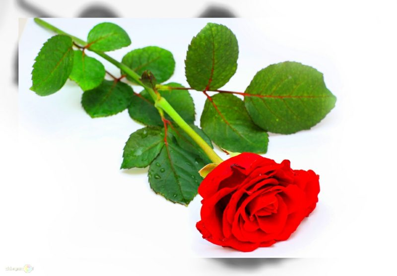 Rubedo Tanaman Mawar adalah simbol yang komprehensif dan beragam