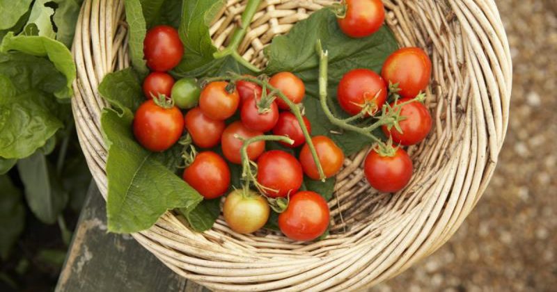 Cherry paradajky zdravé