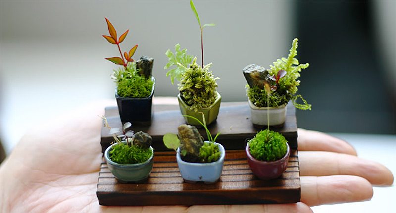 Innendørs planter bestemmer mini bonsai